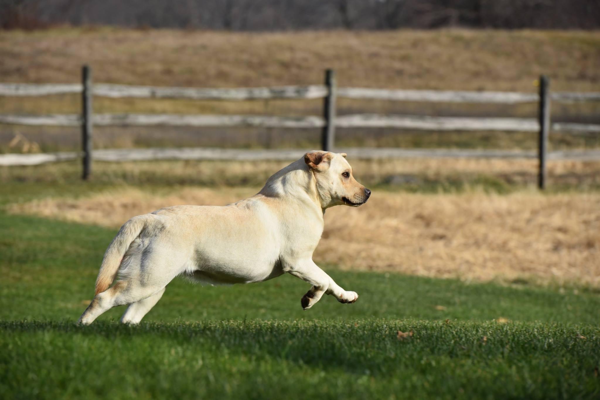 Yellow English Labrador running
